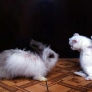 Bunny vs. kitten