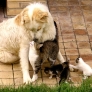 Cats bond with dog