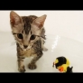 Kitten plays in bath tub