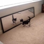 Kitten plays with itself in mirror