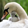 Mama and baby swan