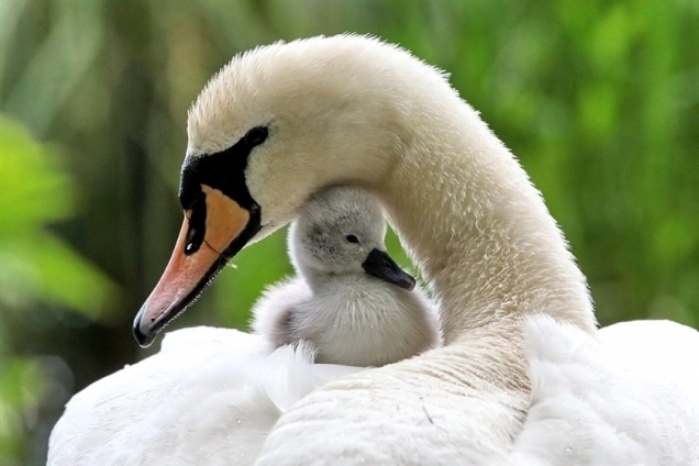 Mama and baby swan