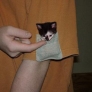 Pocket kitten