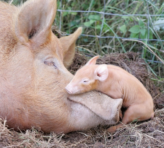 Baby pig and mama pig