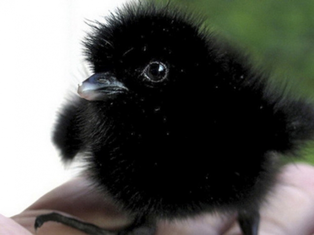 Baby crow
