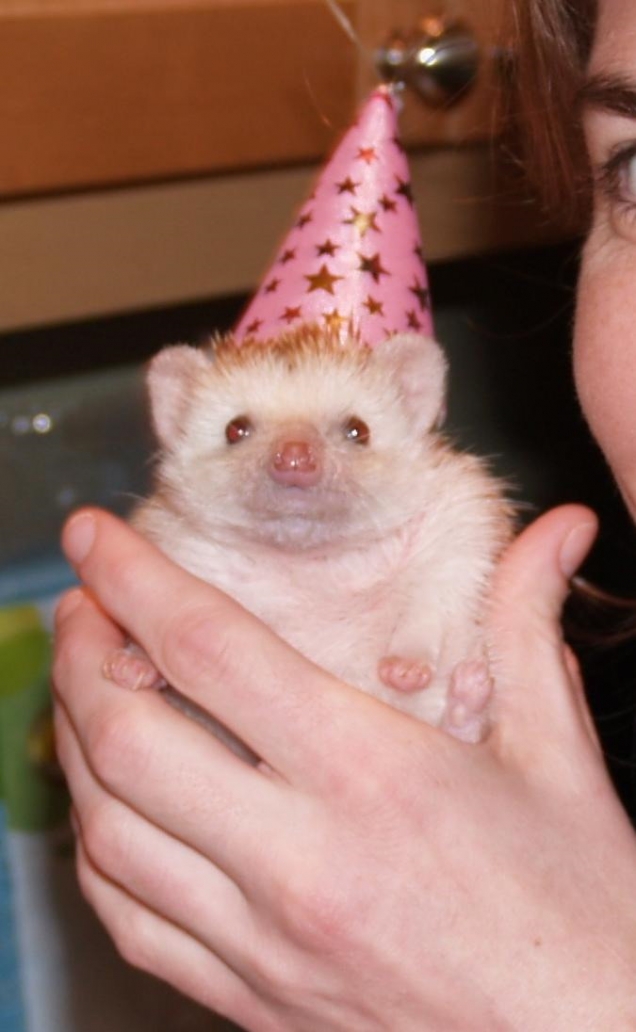 Birthday hedgehog