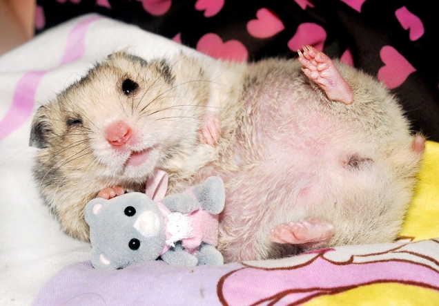 Hamster with toy