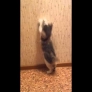 Kitten vs. wallpaper