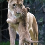 Lion hug