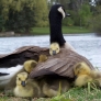 Mother goose and babes