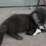 Otter playing with keys