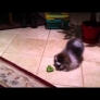 Pomeranian puppy vs. broccoli