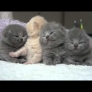 Sleepy baby kittens