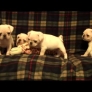 White pug puppies