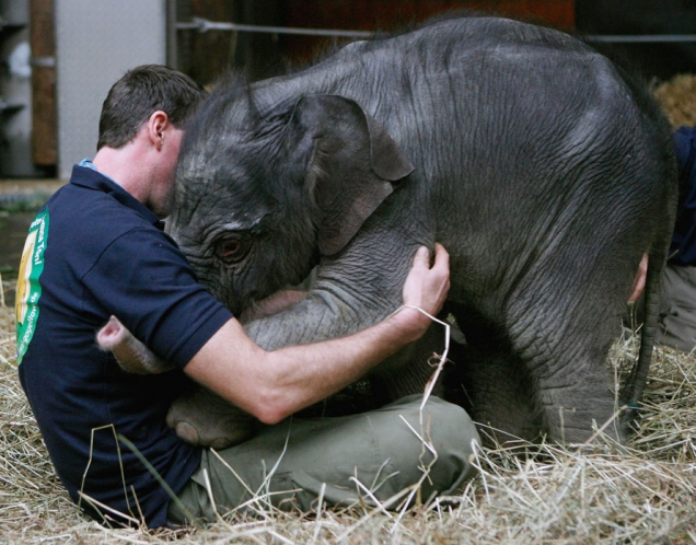 Baby elephant hug