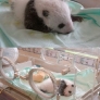 Baby panda evolution