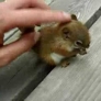 Baby squirrel is eating