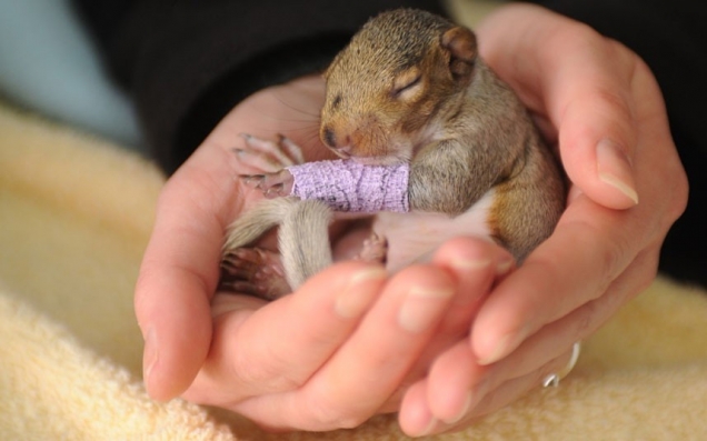 Baby squirrel with injured leg