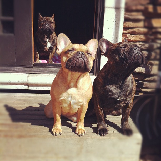 Bulldogs in the sun