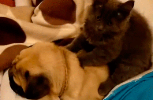 Cat massages pug