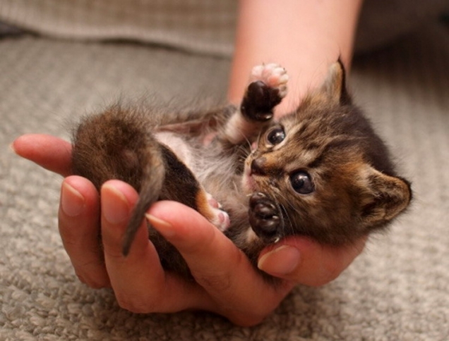 Holding a kitten