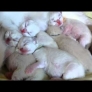 Kittens dreaming