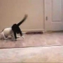 Puppy playing with cat