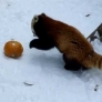 Red panda plays with pumpkin