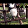 Baby panda climbs a ladder
