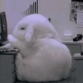 Bunny falls asleep at desk