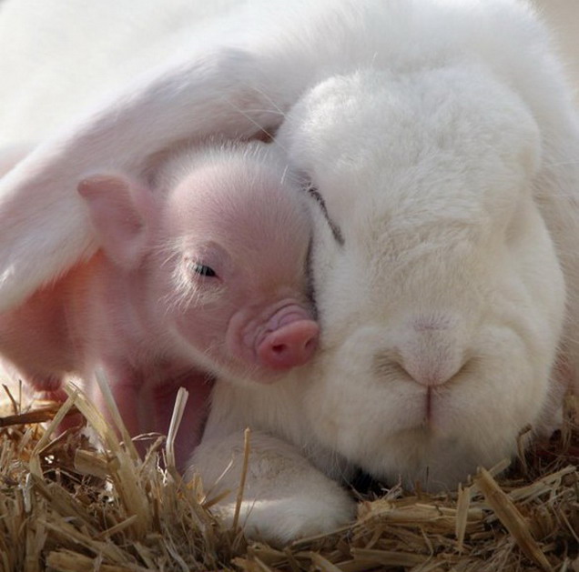 Piglet and rabbit