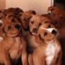 Puppies tilting heads