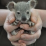 A handful of koala