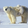 Baby polar bear is hiching a ride on his mom