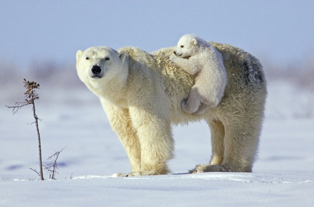 Baby polar bear is hiching a ride on his mom