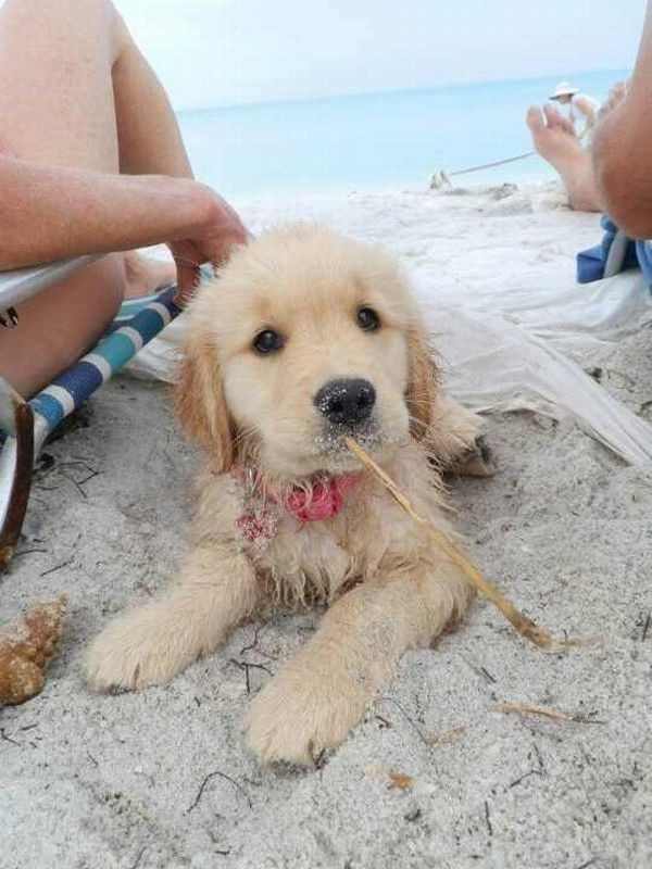 Beach puppy has a stick