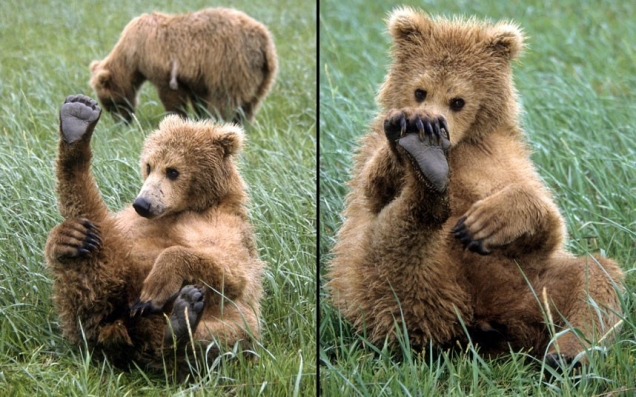 Bear cub plays with foot