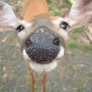 Deer close-up