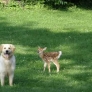 Dog plays with fawn
