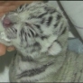 Feeding the baby tigers