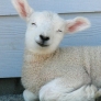Happy lamb is happy