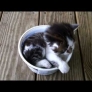 Kitten loves its cool-whip bowl