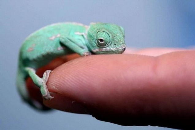 Little chameleon