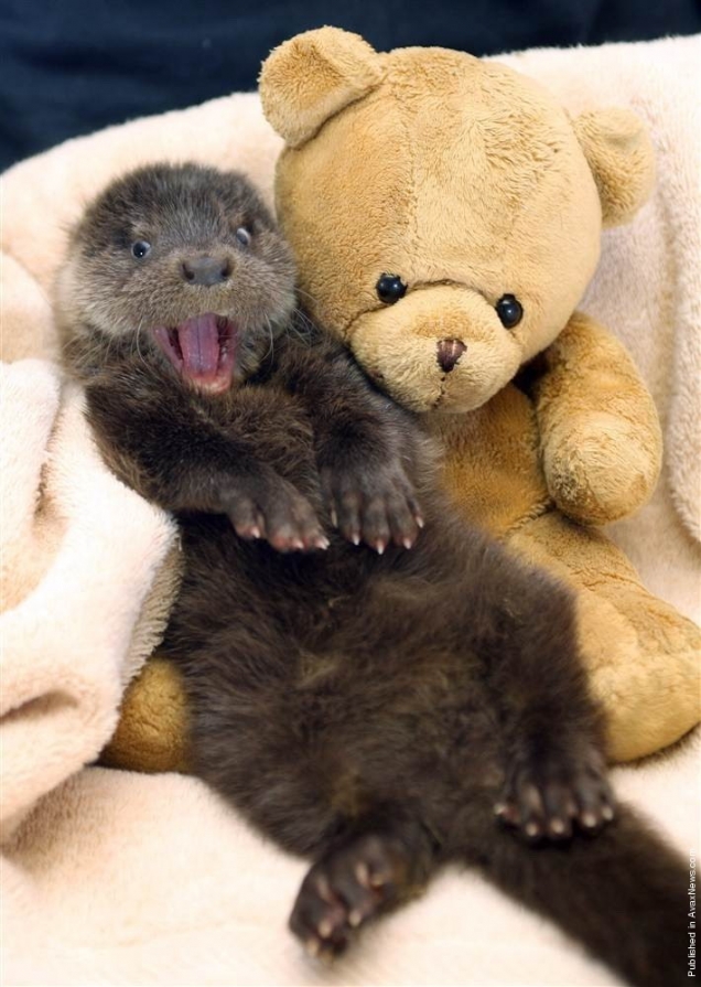 Otter is happy