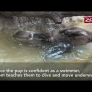Otter pups' swimming lesson