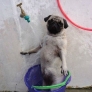 Pug is taking a shower