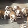 A herd of Bulldog puppies chase their mom