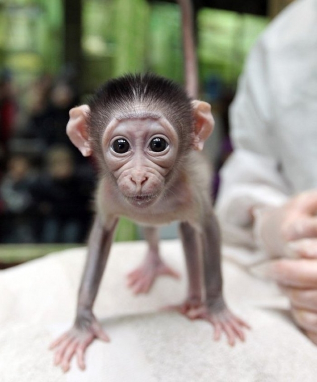 Baby monkey is ready