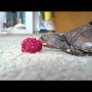 Baby turtle eats raspberry