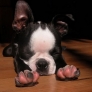 Boston terrier puppy is stretching